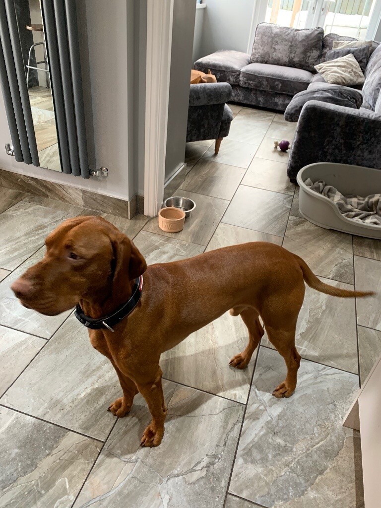 gumtree vizsla